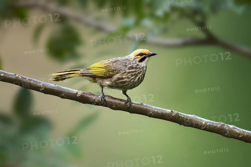 Straw-headed Bulbul (Pycnonotus zeylanicus) perched on a branch, Hindhede Nature Reserve Singapore