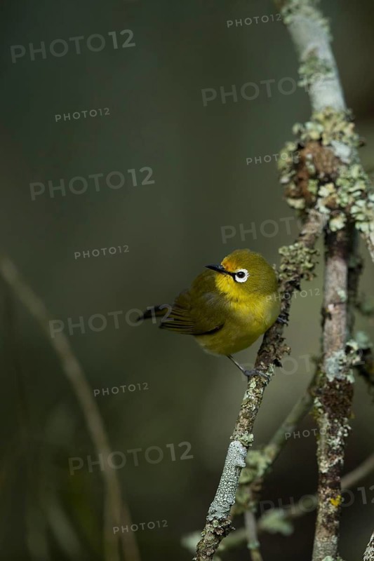 Montane White-eye (Zosterops poliogastrus) perched on a branch, Kafa, Ethiopia