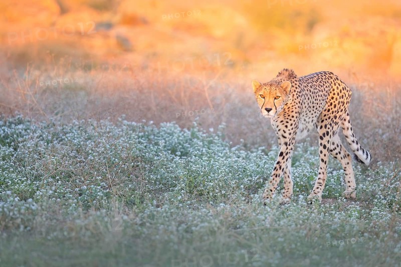 Cheetah (Acinonyx jubatus) walking in meadow, Castile-La Mancha, Spain