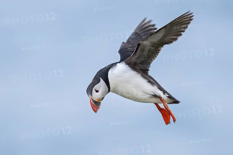 Atlantic Puffin (Fratercula arctica) flying, Iceland