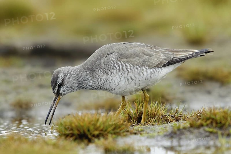 Grey-tailed Tattler (Tringa brevipes), Alaska, USA