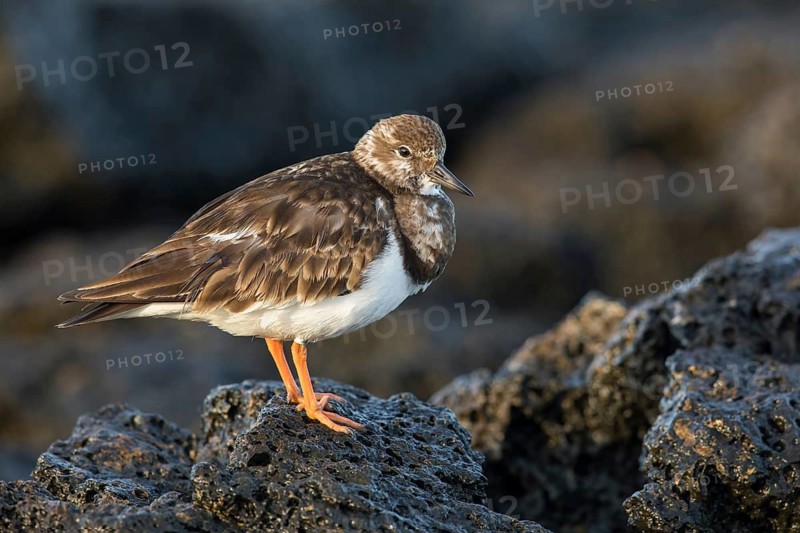 Ruddy Turnstone (Arenaria interpres) feeding amongst the rocks, Fuerteventura, Spain