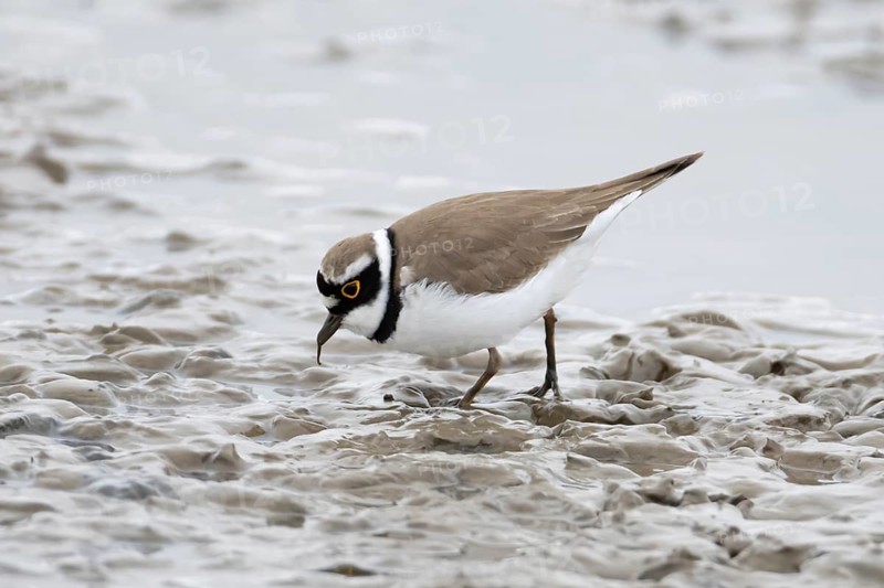 Little ringed plover (Charadrius dubius) adult wading bird feeding on a mudflat, England, United Kingdom