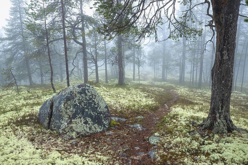 Path in foggy pine forest, Alvdal, Hedmark, Innlandet, Norway, November 2025