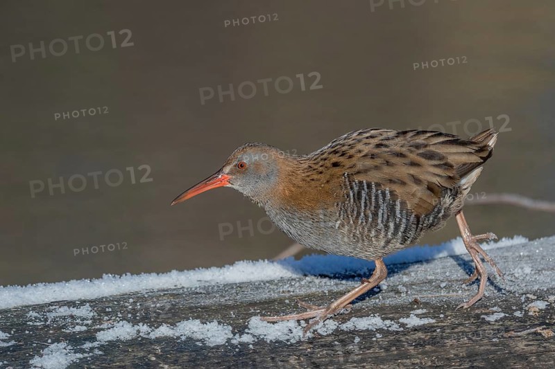 Water Rail (Rallus aquaticus) runs along a branch at the edge of the water in the moor. The sun illuminates the landscape and birds search for food