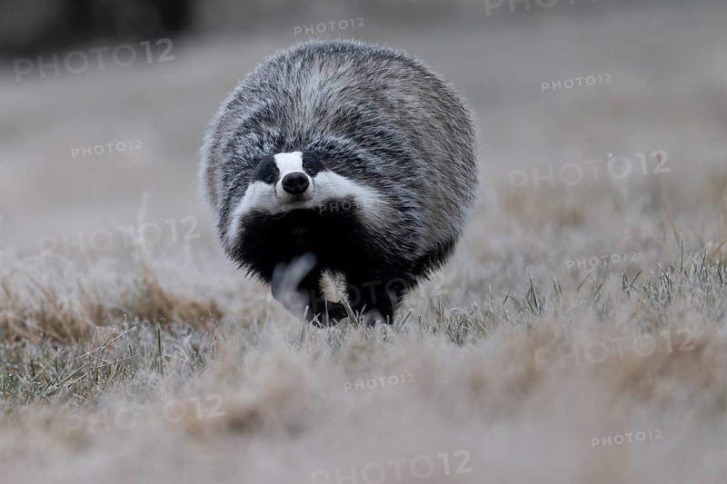 European badger (Meles meles), Bitburg, Rhineland-Palatinate, Germany
