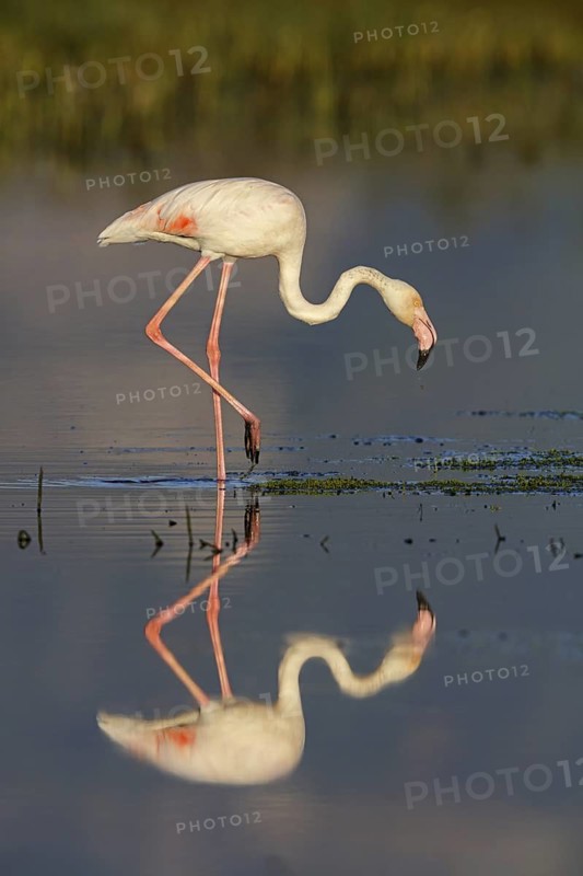 Pink flamingo, (Phoenicopterus ruber), Phoenicopterus roseus, animals, birds, flamingo, biotope, habitat, waters, foraging, Lesvos, Greece