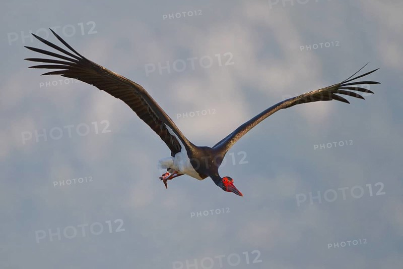 Black Stork (Ciconia nigra) flying, Greece