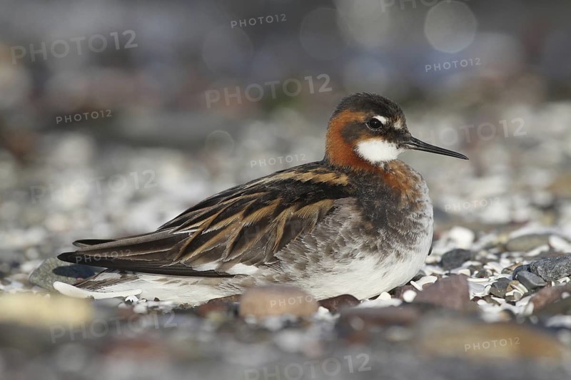 Red-necked Phalarope (Phalaropus lobatus) female, Varanger, Norway