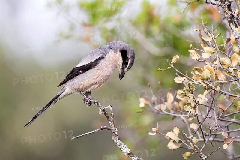 Southern Grey Shrike (Lanius meridionalis) male, Castile-La Mancha, Spain