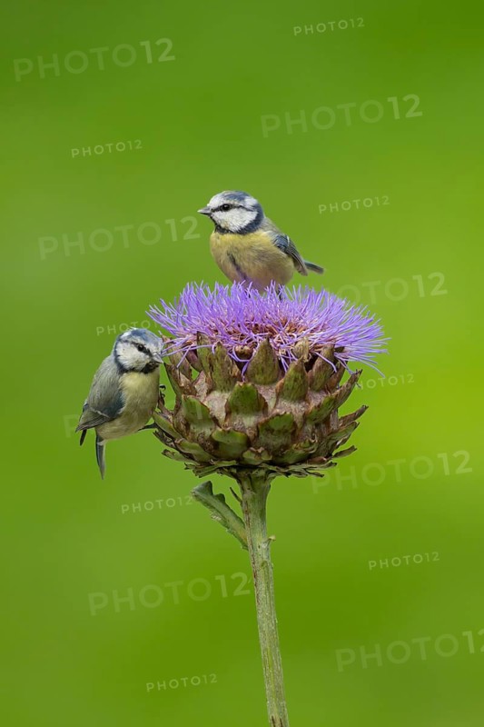 Blue tit (Cyanistes Caeruleus) two adult garden birds on an artichoke thistle flower in summer, Norfolk, England, United Kingdom