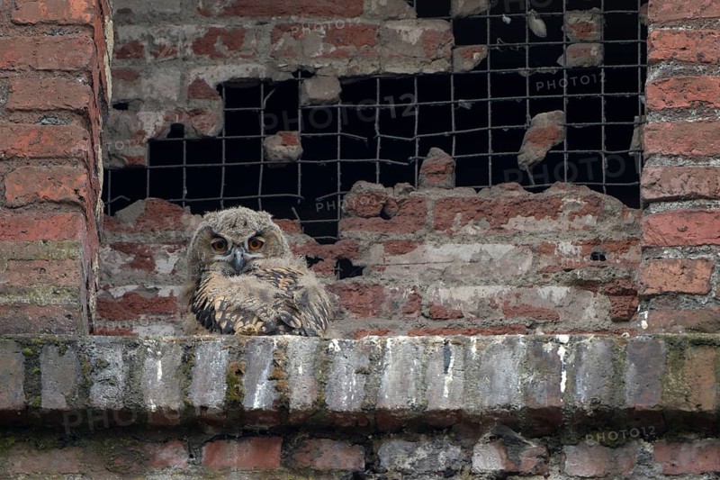 Uhu (Bubo bubo), Eagle Owl, Jungvogel im Nest, Juni, Zeche Ewald, Herten, Ruhrgebiet, Nordrhein-Westfalen, Deutschland