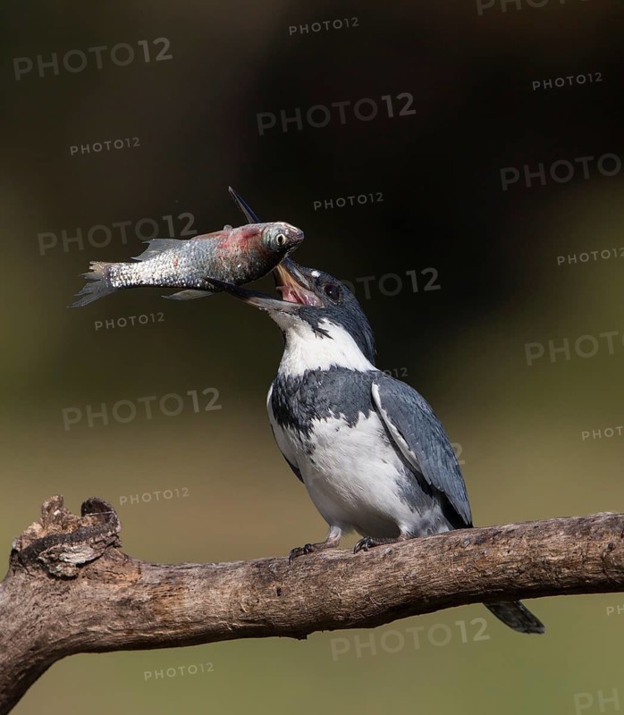 Belted Kingfisher (Megaceryle alcyon) male with fish in its beak, Florida, USA