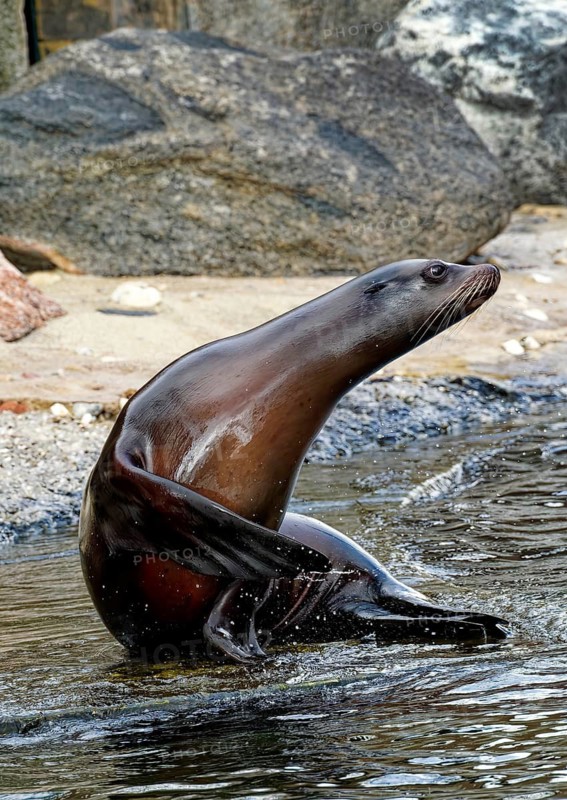 Animal portrait of Californian sea lion, eared seal, predator, seal, captive, California, Pacific coast