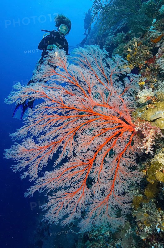 Diver looking at illuminated Red Sea Fan (Melithaea ochracea) Red Sea Fan with open polyps while scuba diving in intact healthy colourful coral reef, Pacific Ocean, Palau, Micronesia, Australia, Oceania