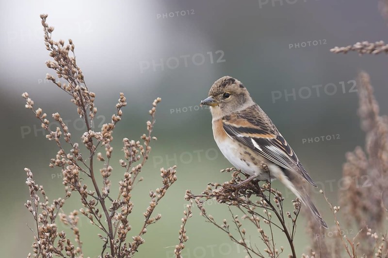 Brambling - Bergfink - Fringilla montifringilla, Germany, 1st cy female