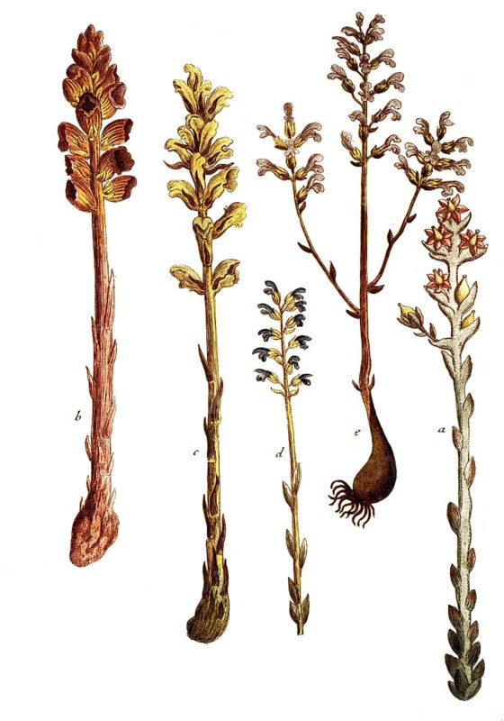 Botany, plants, orobanche, summerwort, a. hyppopytis, b. caryophyllum, c. major, d. non ramosa, e. o.Ramosa floiribus purple ice