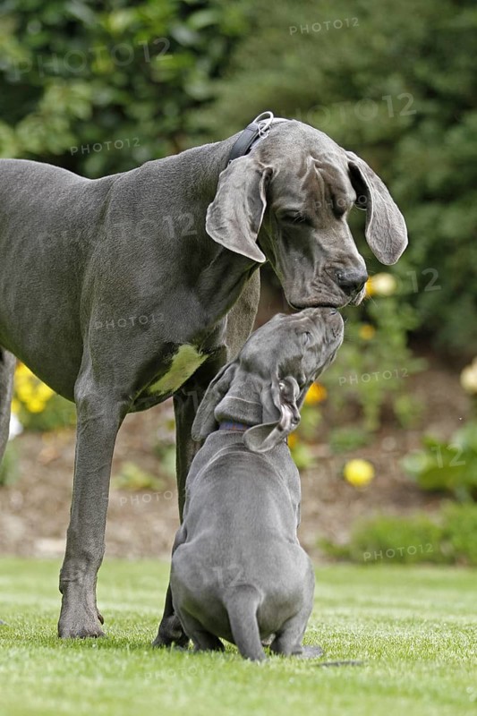 Great Dane