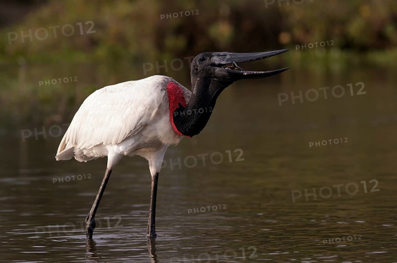Jabiru (Jabiru mycteria) eating fish, Pantanal, Brazil