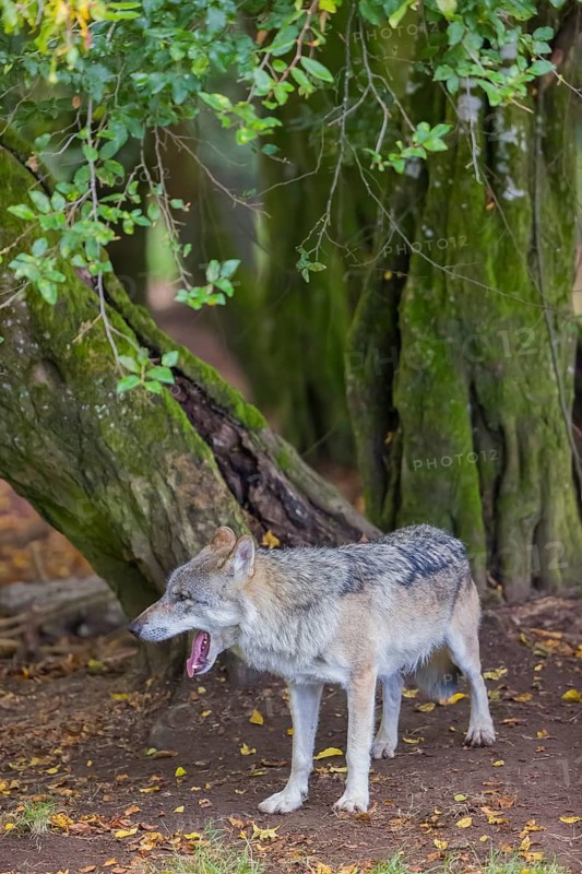 One adult male eurasian gray wolf (Canis lupus lupus) standing in front of an old split tree at a forest edge