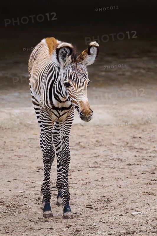 Grévy's zebra (Equus grevyi), youngster, Germany