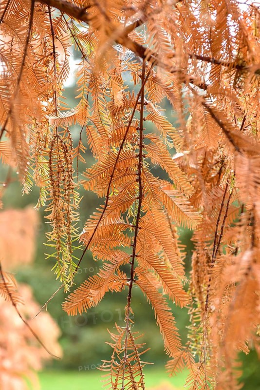 Primeval sequoia (Metasequoia glyptostroboides), viewing garden, University of Applied Sciences W, Germany