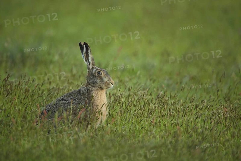 European hare (Lepus europaeus) in grass meadow, Nationaal Park Duinen, Texel, North Holland, Netherlands