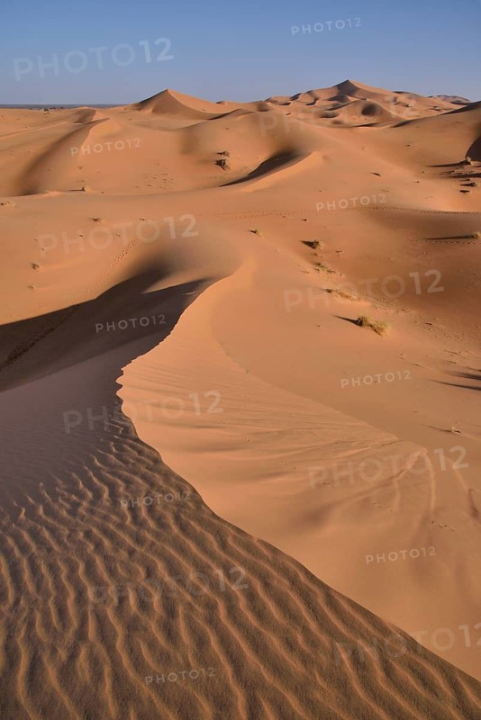 Dunes in the morning light, Great Sand Sea, Sahara, Merzouga, Meknès-Tafilalet region, Morocco