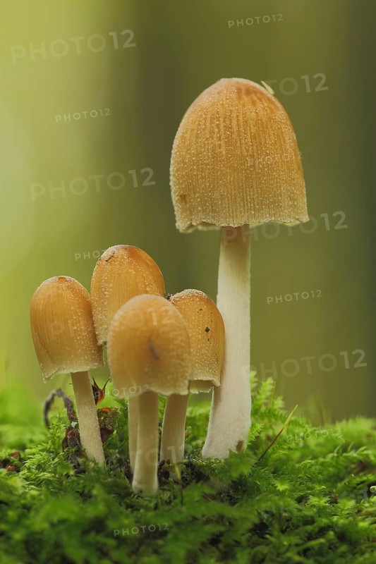 Sugared tintling (Coprinus saccharinus), Oversugared tintling, five, moss, tintlings, tintling, Coprinus, tintlings, tintlings, Coprinaceae, gilled mushroom (Agaricales), leaf fungus, stand fungus, mushroom, Idstein, Taunus, Hesse, Germany