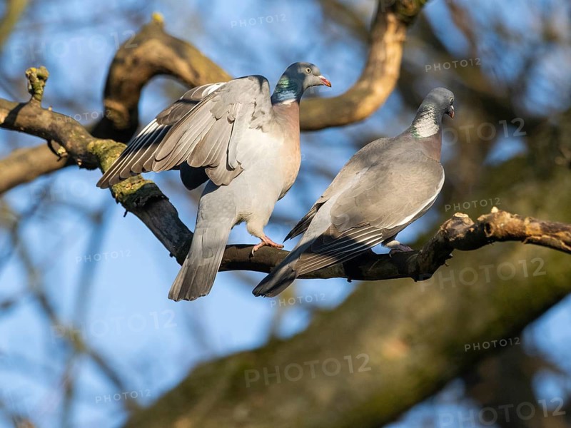 Wood Pigeon (Columba palumbus), two adult birds perched on a branch, courtship displaying, Northumberland, England, UK