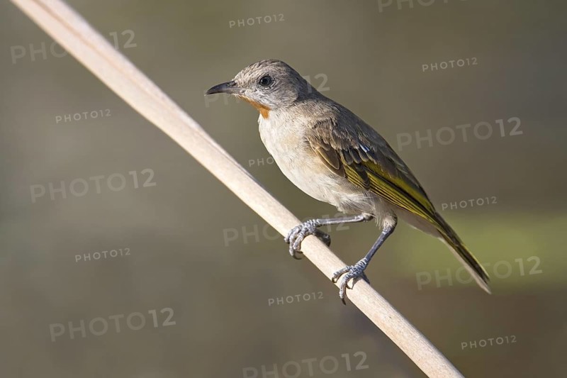 Rufous-throated Honeyeater (Conopophila rufogularis), Western Australia, Australia