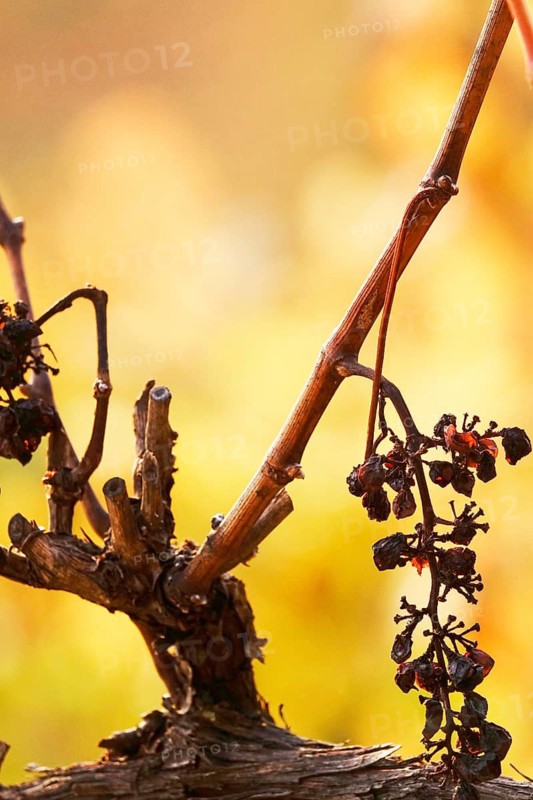 Grapes in late autumn, November, Saxony, Germany
