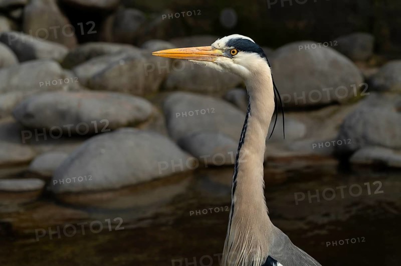 Grey heron (Ardea cinerea) animal portrait, at a pond, Stuttgart, Baden-Württemberg, Germany