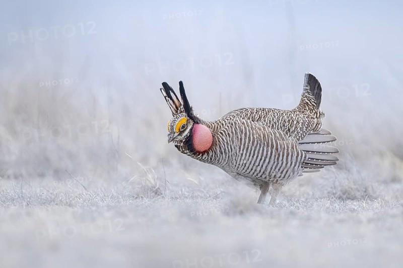 Lesser Prairie Chicken (Tympanuchus pallidicinctus) male displaying, Kansas, USA