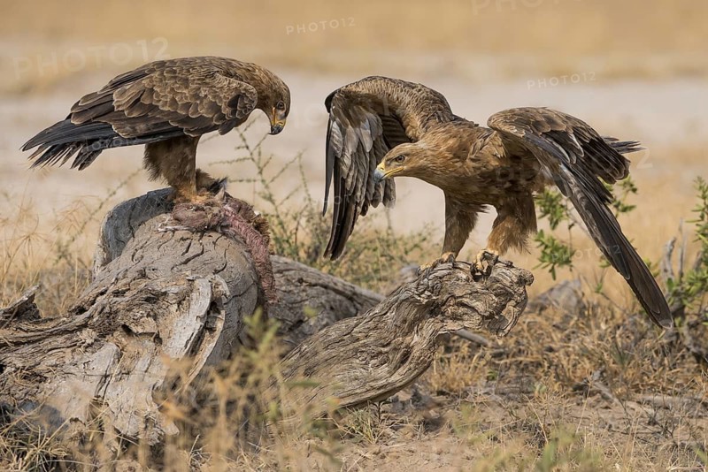 Tawny Eagle (Aquila rapax) feeding on carrion, Kenya