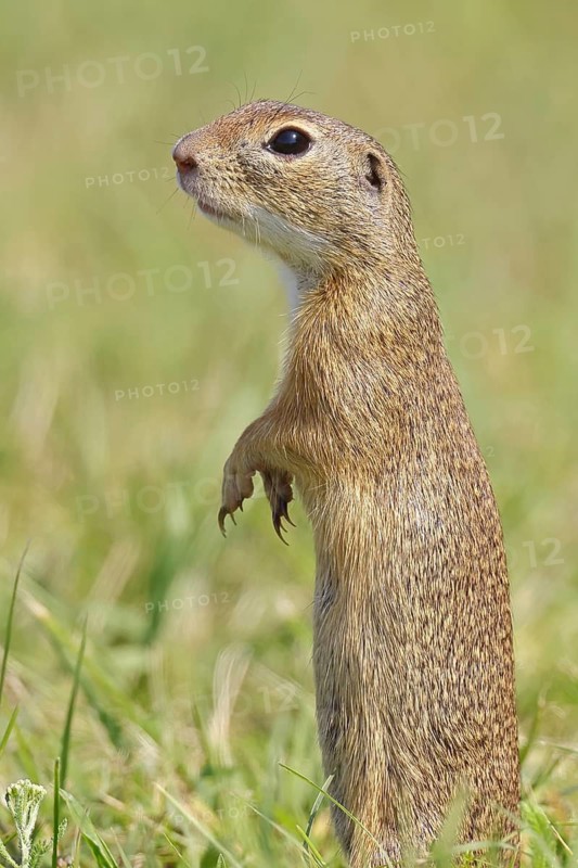 European ground squirrel (Spermophilus citellus) standing upright in a meadow, animal portrait, Burgenland Austria