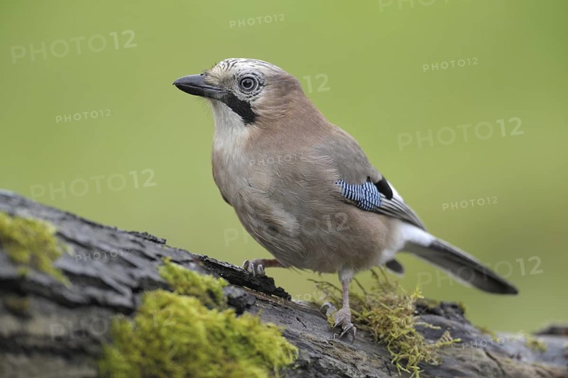 Eurasian Jay (Garrulus glandarius), Germany
