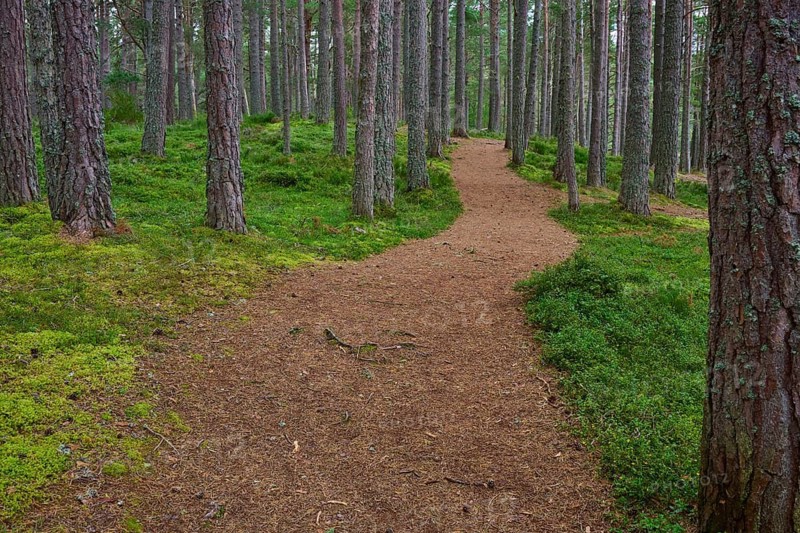 Winding trail through a thick pine forest with green moss, Loch Garden, Nethy Bridge, Scotland, United Kingdom, Great Britain
