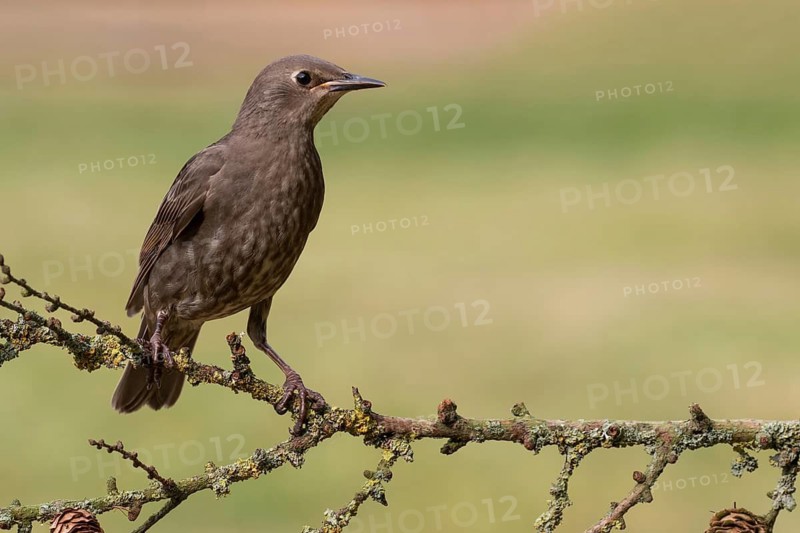 Common Starling (Sturnus vulgaris) juvenile perched on a branch, Lower Saxony, Germany