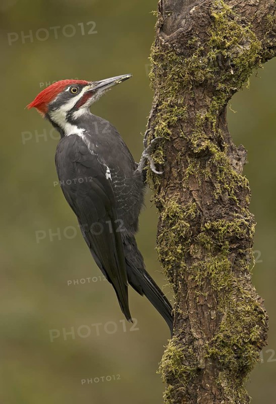 Pileated Woodpecker (Dryocopus pileatus), British Columbia, Canada
