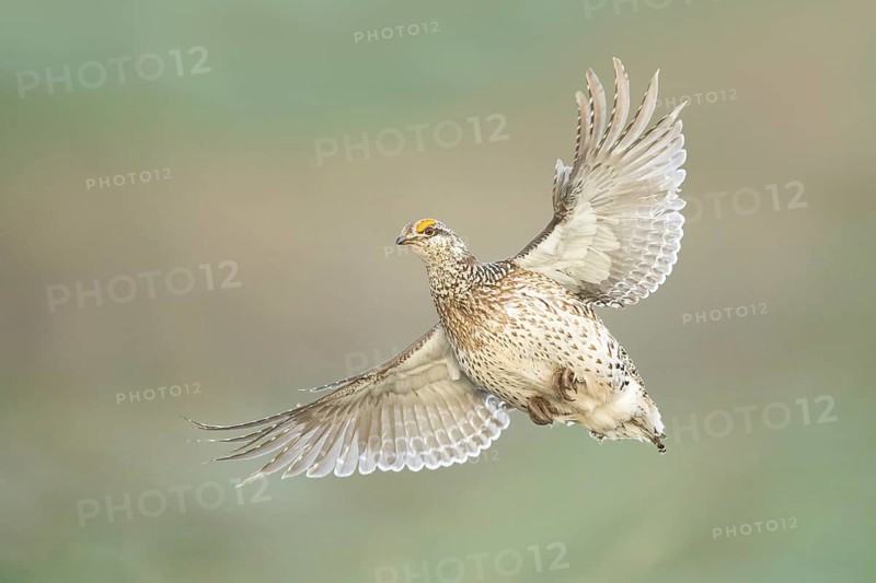 Sharp-tailed Grouse (Tympanuchus phasianellus) flying, Colorado, USA