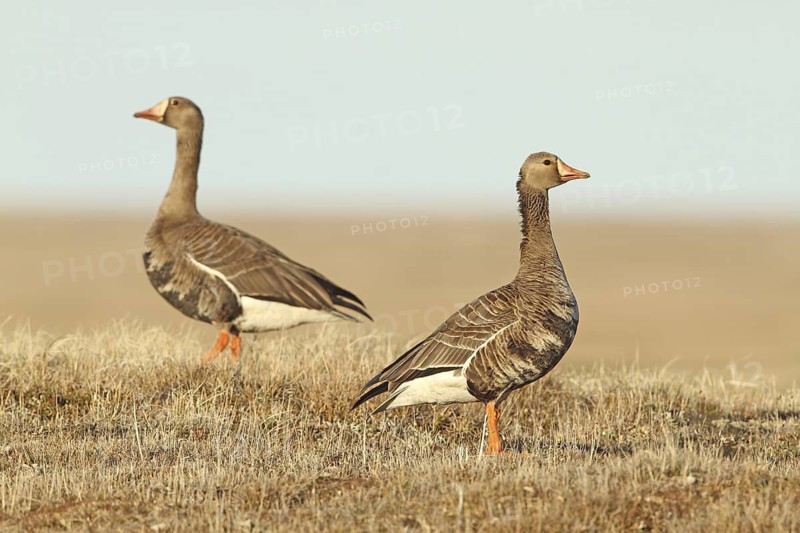 Greater White-fronted Goose (Anser albifrons), Alaska, USA