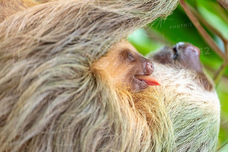 Two toed sloth with baby on belly hanging in almond tree, baby sticking out tongue. Cahuita National Park, Limon, Costa Rica