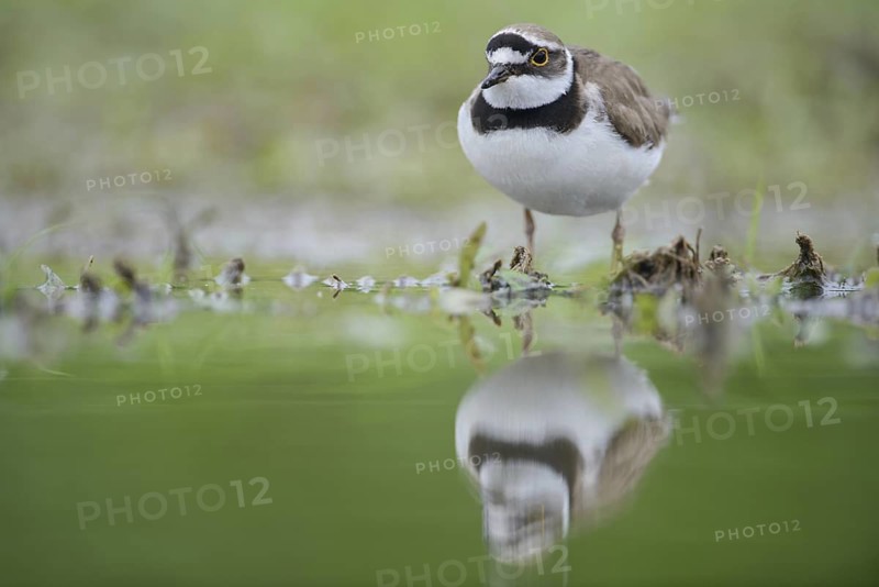 Little Ringed Plover (Charadrius dubius), Thuringia, Germany