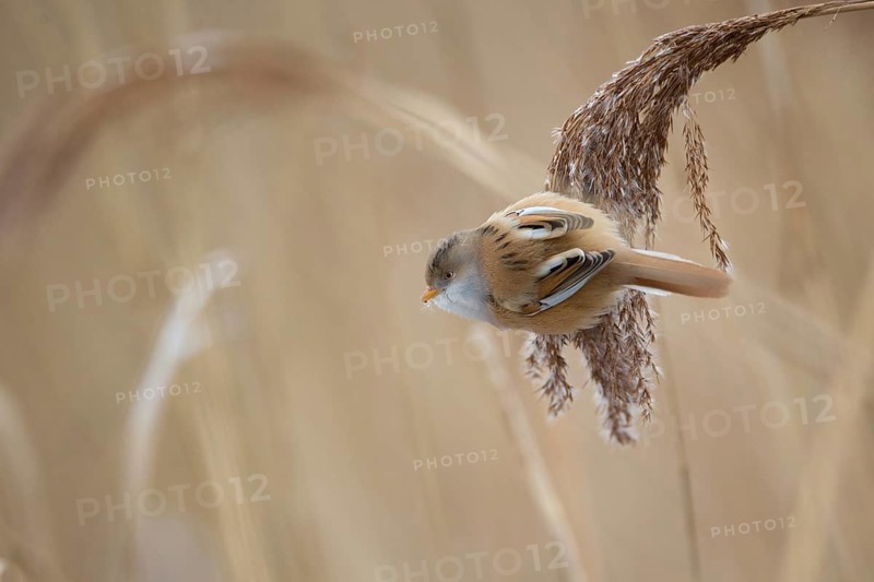 Bearded Reedling (Panurus biarmicus) female, Saxony, Germany