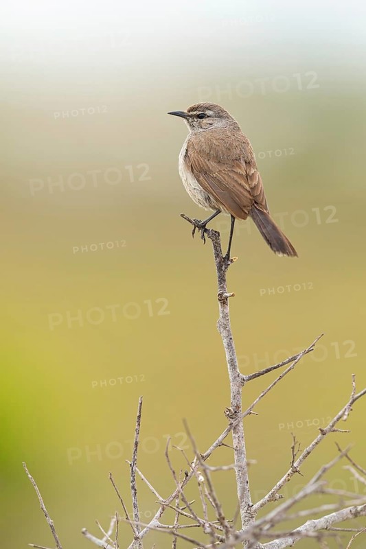 Karoo Scrub Robin, (Cercotrichas coryphoeus), Aedonopsis coryphoeus, (Tychaedon coryphoeus), Africa, West Coast National Park, Langebaan, Western Cape, South Africa