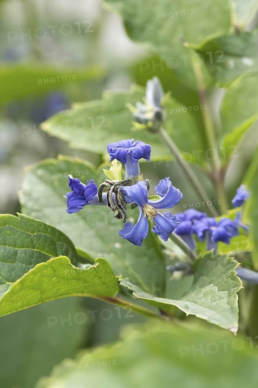 Clematis tubulosa, Storch Botanical Garden for the Blind, Germany
