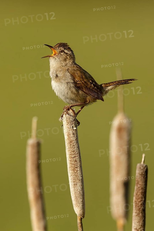 Marsh Wren (Cistothorus palustris) singing, British Columbia, Canada