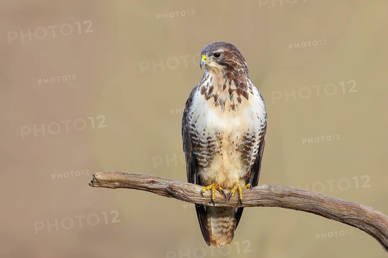 Buzzard (Buteo buteo) sitting attentively on a branch, wildlife, animals, birds, bird of prey, nature photography, Siegerland, North Rhine-Westphalia, Germany