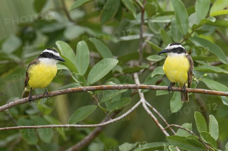Great Kiskadee (Pitangus sulphuratus), Costa Rica